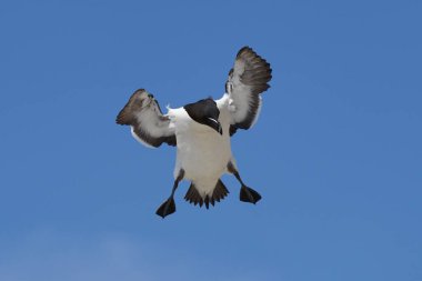 Razorbill (Alca torda) İrlanda kıyıları açıklarındaki Büyük Saltee Adası kıyılarına iniyor..