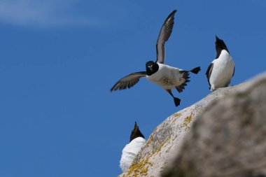 Razorbill (Alca torda) İrlanda kıyıları açıklarındaki Büyük Saltee Adası kıyılarına iniyor..
