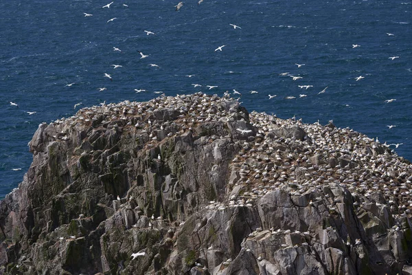 爱尔兰沿海大盐岛上的Gannet Morus Bassanus 殖民地 — 图库照片