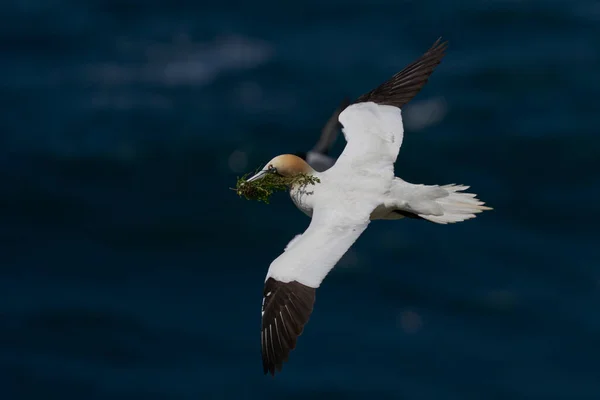 Gannet Morus Bassanus Που Μεταφέρει Υλικό Ωοτοκίας Και Επιστρέφει Στην — Φωτογραφία Αρχείου