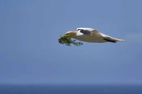 Gannet Morus Bassanus Transportando Material Nidificação Que Retorna Colônia Reprodução — Fotografia de Stock