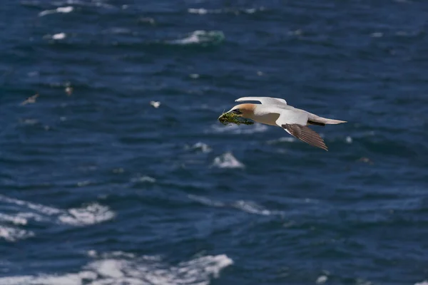 Sümsük Kuşu Morus Bassanus Rlanda Açıklarındaki Büyük Saltee Adası Ndaki — Stok fotoğraf
