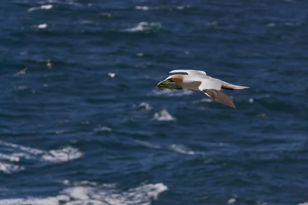 Gannet Morus Bassanus Che Trasporta Materiale Nidificante Tornando Nella Colonia — Foto Stock