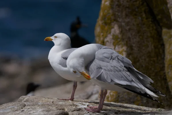 Close Van Meeuwen Rotsachtige Kliffen — Stockfoto