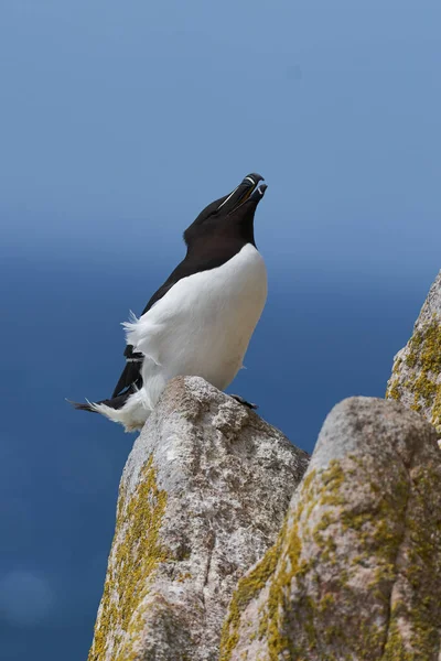 Razorbill Alca Torda Sur Une Falaise Pendant Saison Reproduction Sur — Photo