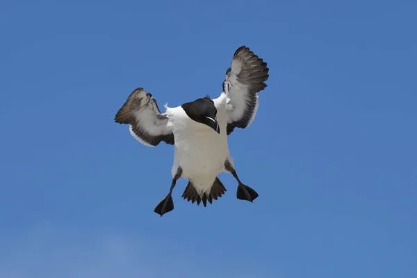 Razorbill Alca Torda Llegando Tierra Costa Gran Isla Saltee Frente — Foto de Stock