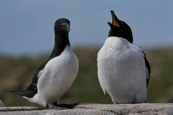 Dvojice Razorbill Alca Torda Útesu Great Saltee Island Pobřeží Irska — Stock fotografie