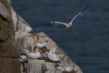 Sümsük kuşu (Morus bassanus), İrlanda açıklarındaki Büyük Saltee Adası 'ndaki üreme kolonisine dönen yuva malzemelerini taşıyor..