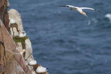 Sümsük kuşu (Morus bassanus) İrlanda kıyılarındaki Büyük Saltee Adası 'nda bir sümsük kuşunun kolonisine iniyor..