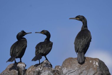 Shag (Gulosus aristotelis) İrlanda kıyılarındaki Büyük Saltee Adası 'nda kayaların üzerinde duruyordu..