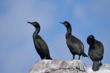 Shag (Gulosus aristotelis) İrlanda kıyılarındaki Büyük Saltee Adası 'nda kayaların üzerinde duruyordu..