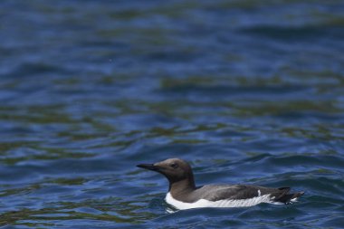 Guillemot (Uria Aalge) İrlanda 'nın Büyük Saltee Adası açıklarında deniz kıyısında..
