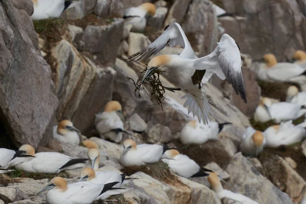 Gannet Morus Bassanus 携带筑巢材料返回爱尔兰沿海大盐岛的繁殖地 — 图库照片