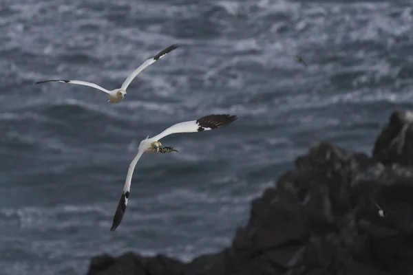 Gannet Morus Bassanus 携带筑巢材料返回爱尔兰沿海大盐岛的繁殖地 — 图库照片