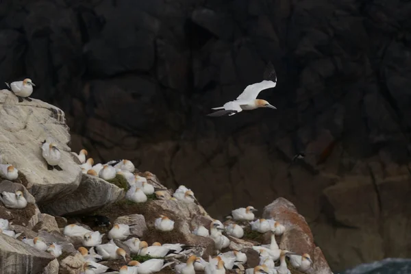 Gannet Morus Bassanus Débarquant Dans Une Colonie Gannets Sur Île — Photo