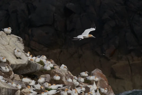 Gannet Morus Bassanus Aterrizando Una Colonia Alcatraces Isla Great Saltee —  Fotos de Stock