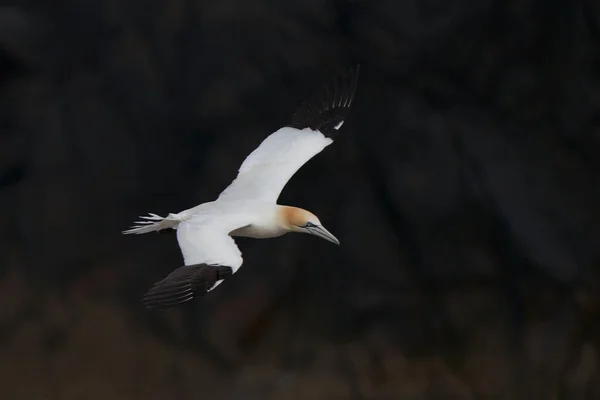 Gannet Morus Bassanus Débarquant Dans Une Colonie Gannets Sur Île — Photo