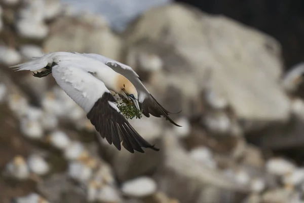 Gannet Morus Bassanus Несе Матеріал Гніздування Повертається Колонії Острові Великого — стокове фото