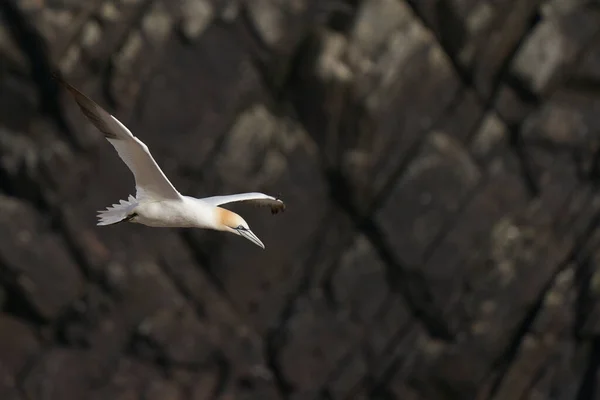 Gannet Morus Bassanus Aterrizando Una Colonia Alcatraces Isla Great Saltee —  Fotos de Stock