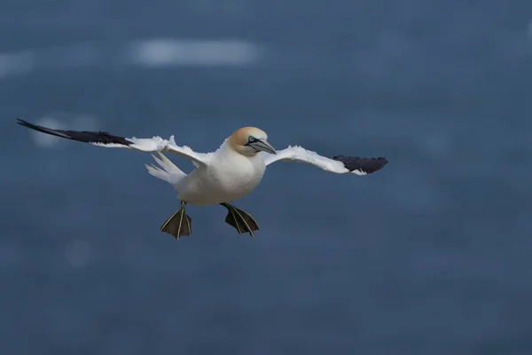 Gannet Morus Bassanus Aterrizando Una Colonia Alcatraces Isla Great Saltee — Foto de Stock