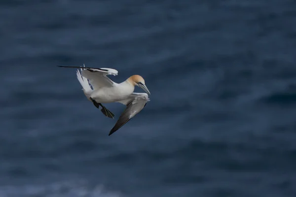 Gannet Morus Bassanus Που Έρχεται Προσγειωθεί Αποικία Gannet Στη Νήσο — Φωτογραφία Αρχείου