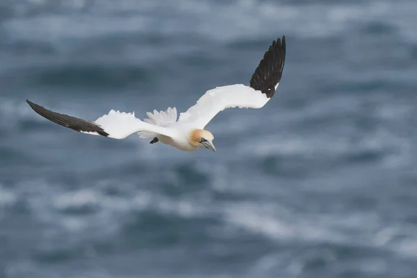 Gannet Morus Bassanus Aterrizando Una Colonia Alcatraces Isla Great Saltee —  Fotos de Stock