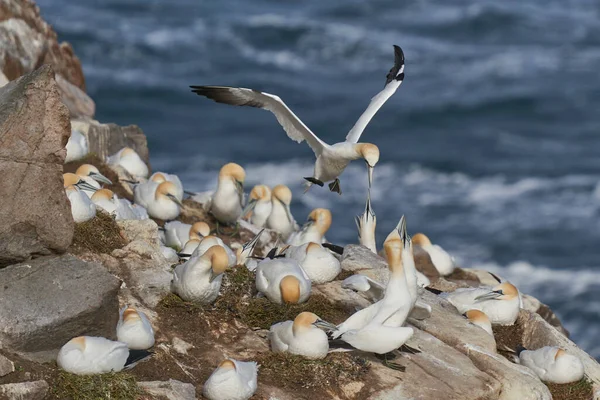 Gannets Morus Bassanus Cortejando Isla Great Saltee Frente Costa Irlanda —  Fotos de Stock