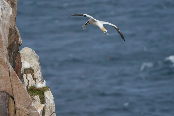Gannet Morus Bassanus Aterrizando Una Colonia Alcatraces Isla Great Saltee — Foto de Stock