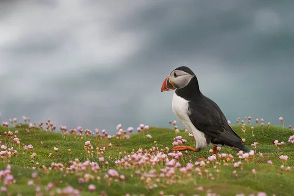 Atlantlunnefågel Fratercula Arctica Bland Vårblommor Klippa Great Saltee Island Utanför — Stockfoto