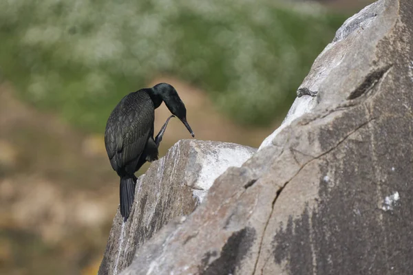 Shag Gulosus Aristotelis Steht Auf Felsen Auf Great Saltee Island — Stockfoto