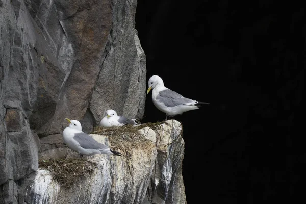 Kittiwake Rissa Tridactyla Nidificando Penhasco Ilha Great Saltee Largo Costa — Fotografia de Stock