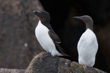 Razorbill (Alca torda) ve Guillemot (Uria aalge) İrlanda kıyılarındaki Büyük Saltee Adası 'nda bir kayayı paylaşırlar..