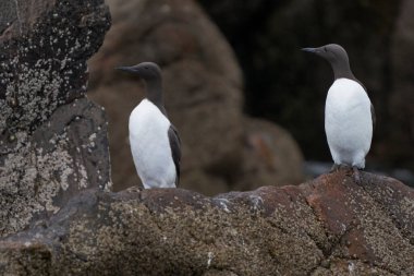 Guillemot (Uria Aalge) Büyük Saltee Adası 'nda denize yakın kayalıklarda.