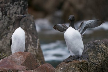 Guillemot (Uria Aalge) Büyük Saltee Adası 'nda denize yakın kayalıklarda.