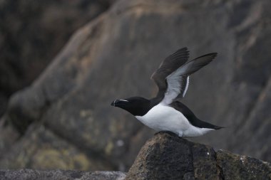 Razorbill (Alca torda) İrlanda kıyılarındaki Büyük Saltee Adası 'ndan havalanıyor..
