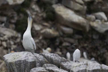 İrlanda kıyılarındaki Büyük Saltee Adası 'ndaki Gannet (Morus bassanus) kolonisi.
