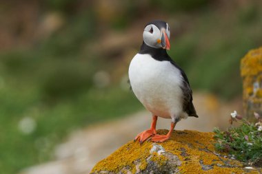 Atlantik martısı (Fratercula arktika) İrlanda kıyılarındaki Büyük Saltee Adası 'nda bir uçurumda.                             