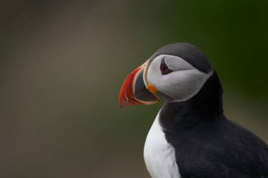 Atlantik martısı (Fratercula arktika) İrlanda kıyılarındaki Büyük Saltee Adası 'nda bir uçurumda.                             