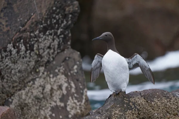 Guillemot Uria Aalge Rochas Perto Mar Grande Ilha Salgados — Fotografia de Stock