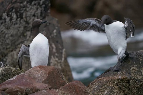 Guillemot Uria Aalge Sobre Rocas Cerca Del Mar Gran Isla — Foto de Stock