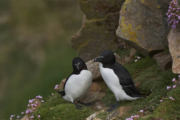 Bir Çift Razorbill Alca Torda Rlanda Kıyılarındaki Büyük Saltee Adası — Stok fotoğraf