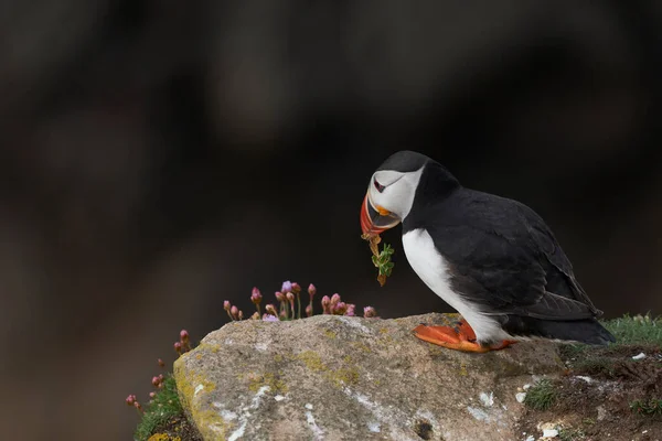 Papageitaucher Fratercula Arctica Frühling Auf Einer Klippe Auf Great Saltee — Stockfoto