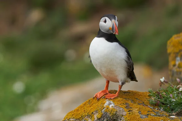 Puffin Ατλαντικού Fratercula Arctica Την Άνοιξη Γκρεμό Στο Μεγάλο Νησί — Φωτογραφία Αρχείου