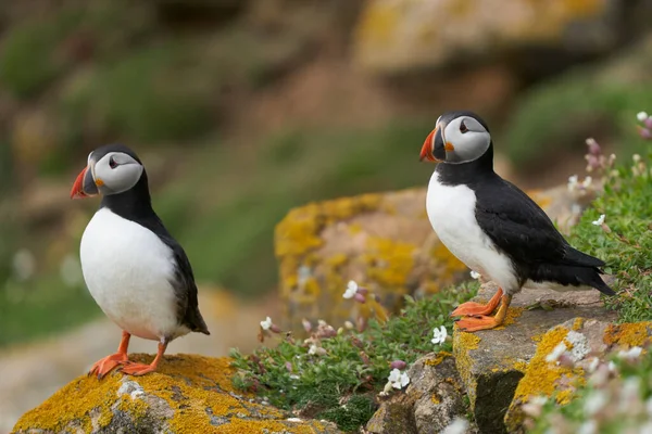 Zwei Atlantische Papageitaucher Fratercula Arctica Inmitten Von Frühlingsblumen Auf Great — Stockfoto