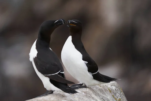 Dvojice Razorbill Alca Torda Útesu Great Saltee Island Pobřeží Irska — Stock fotografie