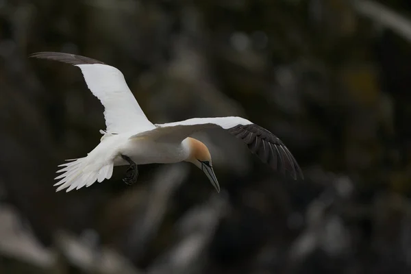 Gannet Morus Bassanus Aterrizando Una Colonia Alcatraces Isla Great Saltee —  Fotos de Stock