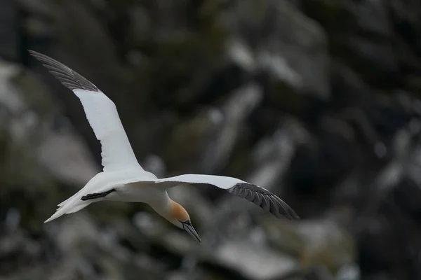 Gannet Morus Bassanus Aterrizando Una Colonia Alcatraces Isla Great Saltee —  Fotos de Stock
