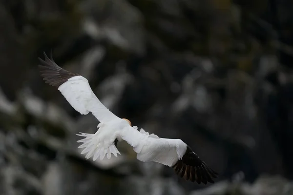 Gannet Morus Bassanus Aterrizando Una Colonia Alcatraces Isla Great Saltee — Foto de Stock