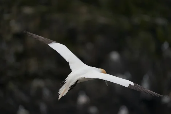 Gannet Morus Bassanus Kommer För Att Landa Vid Gannetkoloni Great — Stockfoto