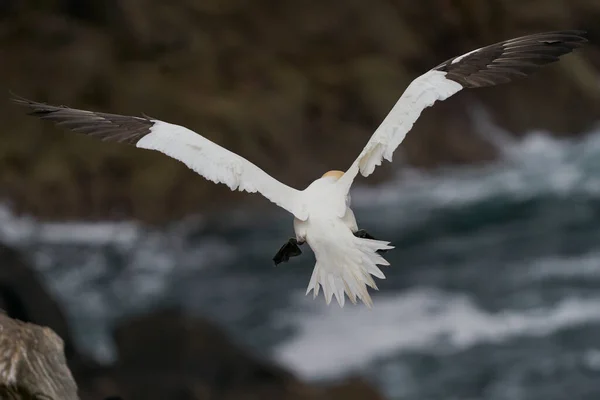 Gannet Morus Bassanus Aterrizando Una Colonia Alcatraces Isla Great Saltee — Foto de Stock